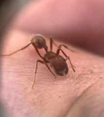 Pogonomyrmex salinus