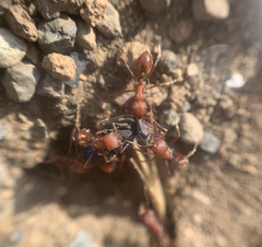 Pogonomyrmex salinus