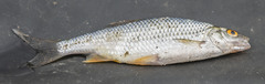 Rutilus lacustris