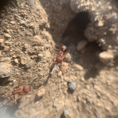 Pogonomyrmex salinus