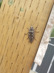 Chalcophora virginiensis