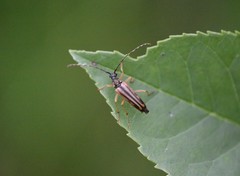 Analeptura