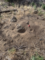 Pogonomyrmex salinus