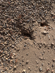 Pogonomyrmex salinus