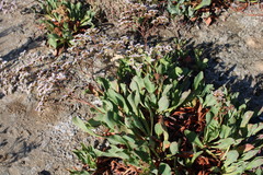 Limonium ovalifolium