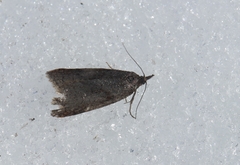 Sparganothis praecana