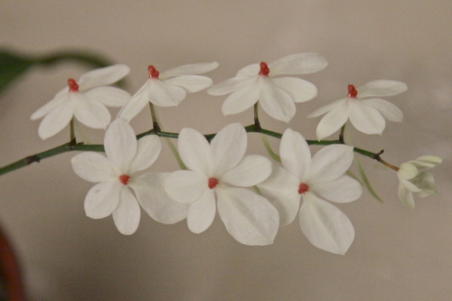 Aerangis luteoalba