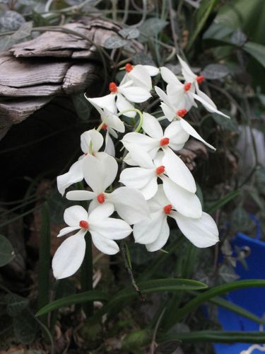 Aerangis luteoalba