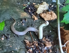 Virginia valeriae elegans