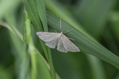 Psammotis pulveralis