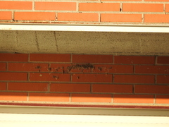 Delichon urbicum