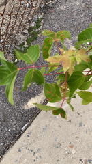 Acer negundo