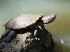 Common Sawshelled Turtle photo 5