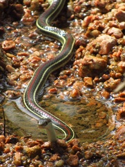 Thamnophis proximus