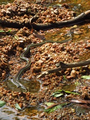Thamnophis proximus