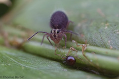 Ptenothrix palmata
