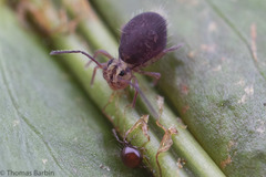 Ptenothrix palmata