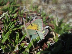 Colias hecla