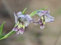 Gladiolus griseus