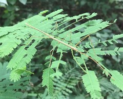 Baculomia