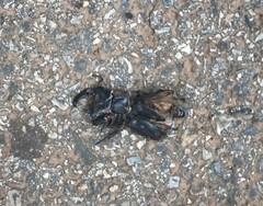 Serrognathus titanus