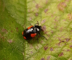 Cryptocephalus quadruplex