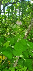 Rubus