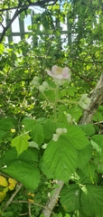 Rubus