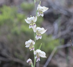 Gladiolus griseus