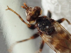 Myopa buccata