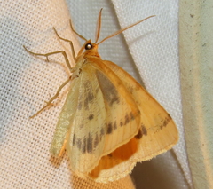 Macaria ribearia
