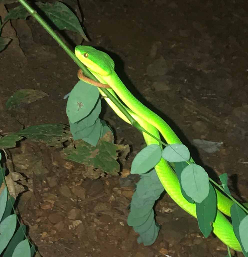 Trimeresurus guoi from Doi Saket, Chiang Mai, Thailand on October 3 ...