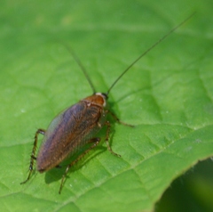 Ectobius lucidus