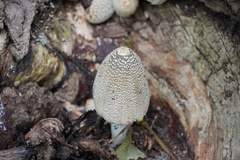 Coprinopsis strossmayeri