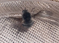 Bombylius incanus
