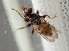 Myopa buccata