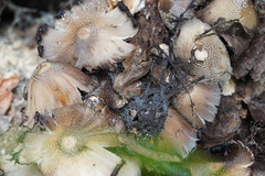 Coprinopsis strossmayeri