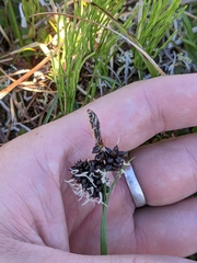 Carex membranacea