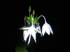 Urceolina ruthiana