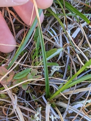 Carex membranacea