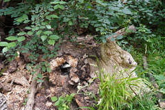 Coprinopsis strossmayeri