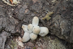 Coprinopsis strossmayeri