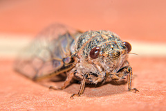 Cicadatra atra