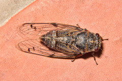 Cicadatra atra