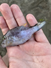 Canthigaster capistrata
