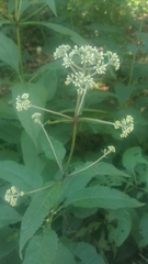 Eutrochium