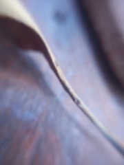 Citharexylum montanum