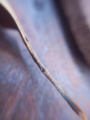 Citharexylum montanum