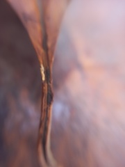 Citharexylum montanum