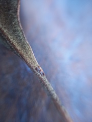 Citharexylum montanum